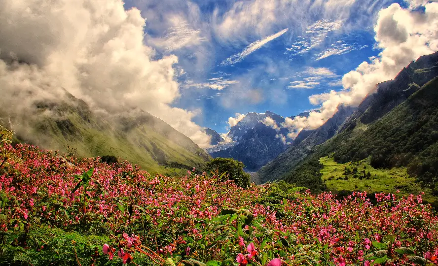 valley of flowers image