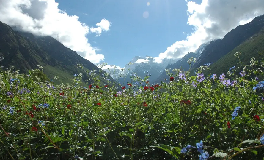 valley of flowers image