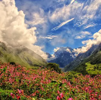 valley of flowers  image