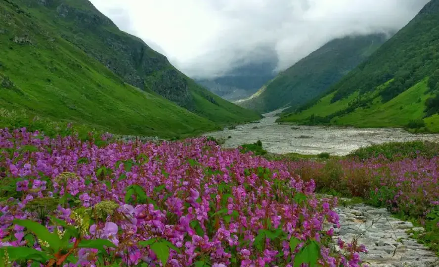 Valley of Flowers National Park