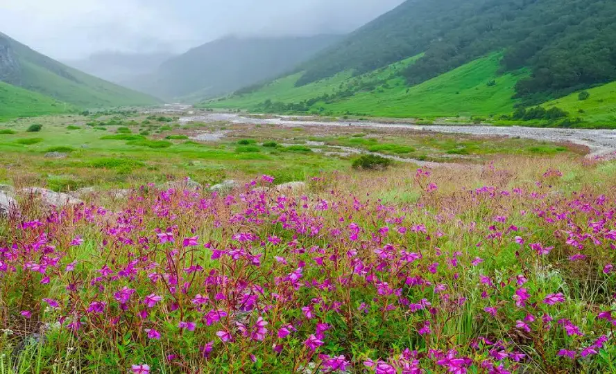 Valley of Flowers National Park