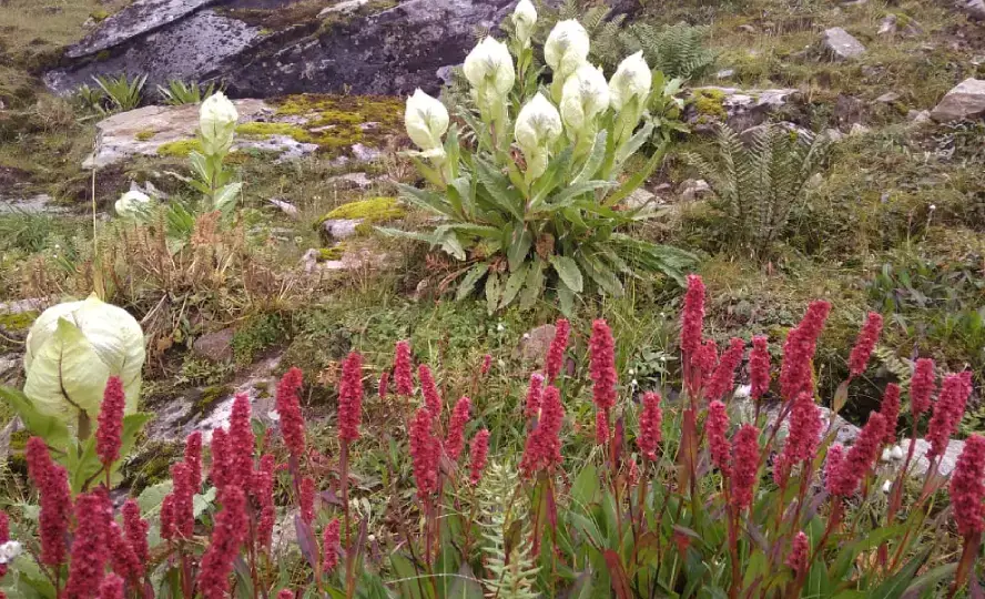 Valley of Flowers National Park