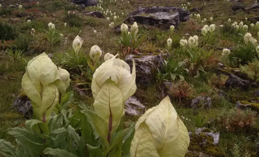 Valley of Flowers National Park